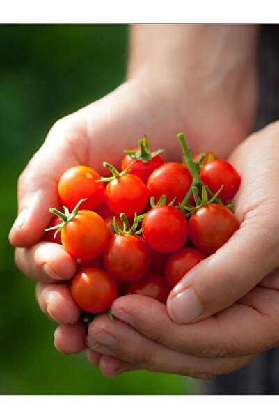 ZENGARDEN EV VE BAHÇE Atalık mini çeri domates tohumu heirloom cherry tomato ...