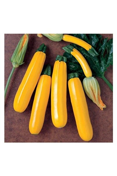 Naturel Tohum Sarı Kabak Tohumu (5 Adet Tohum)