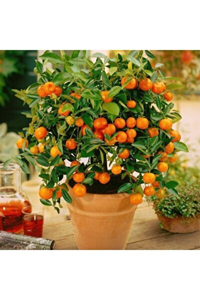 Naturel Tohum Bonsai Mandalina Ağacı Tohumu (2 Adet Tohum)