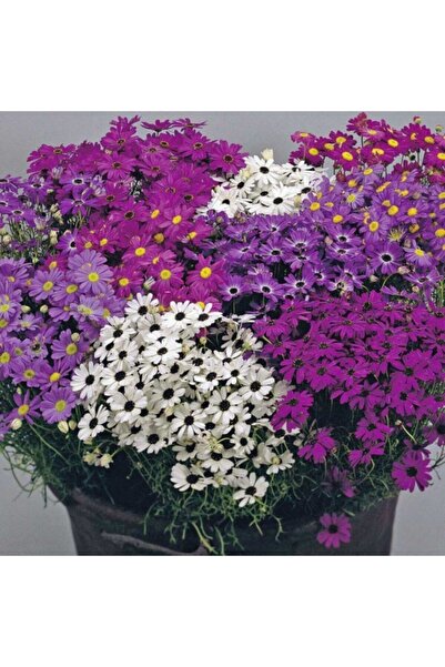 GARDENYA TOHUMCULUK Mix Papatya Çiçek Tohumu (15-20 Adet)