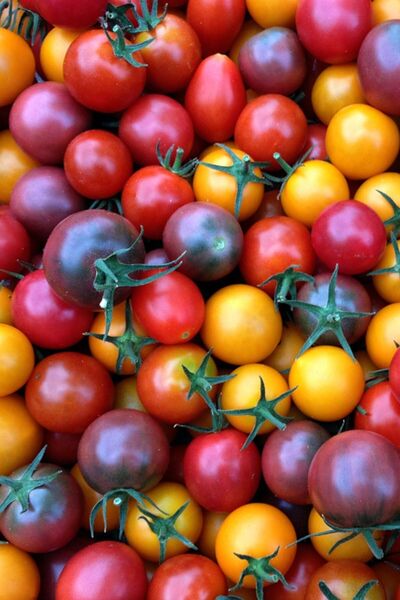 ZENGARDEN EV VE BAHÇE Gökkuşağı Rengarenk Çeri Domates Tohumu Atalık Çeşitler