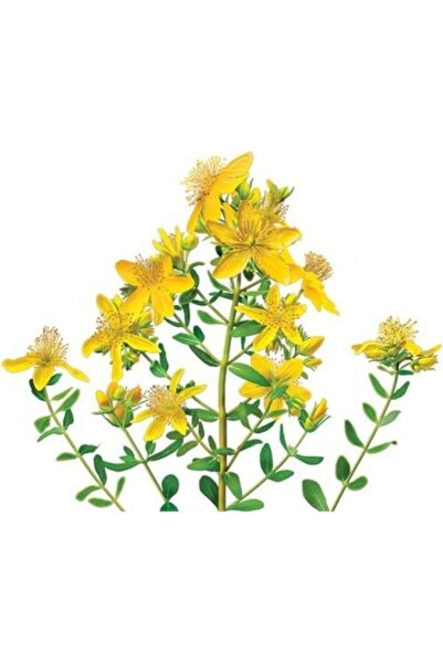 ŞİFAGIDA Sarı Kantaron Çiçeği Tohumu 30 Adet Tohum