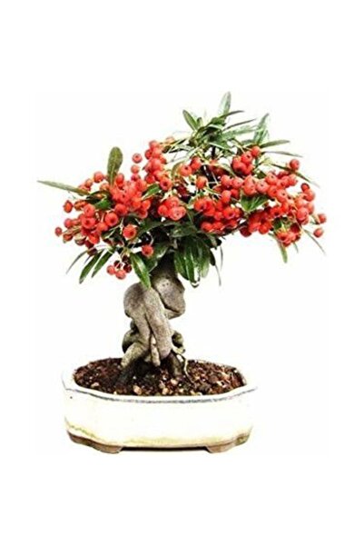 Murat Tohumculuk Bodur Bonsai Kahve Ağacı Tohumu Yetiştirme Kiti