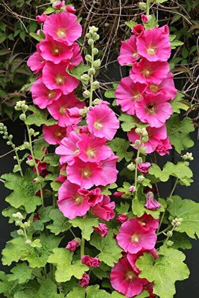 GARDENYA TOHUMCULUK 10 Adet Pembe Renkli Gül Hatmi Çiçeği Tohumu