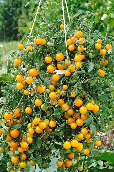 ZENGARDEN EV VE BAHÇE Golden Nugget Domates Tohumu Altın Sarı Çeri Oturak Tipi