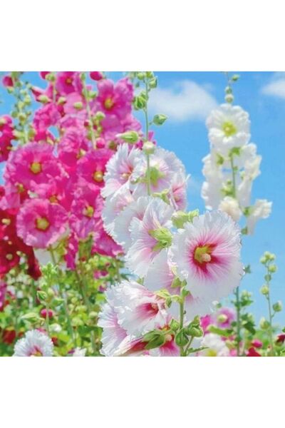 dört mevsim tohumcu Gül Hatmi Çiçeği (40 ADET TOHUM)