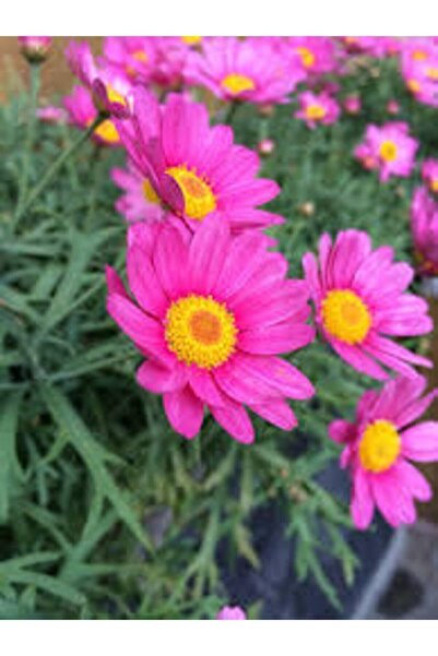 Köy Tohumları 20 Adet Tohum Nadir Bulunan Pembe Papatya Çiçeği Tohumu Hediye ...