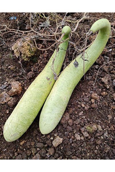 ŞİFAGIDA Su Kabağı Tohumu 10ad