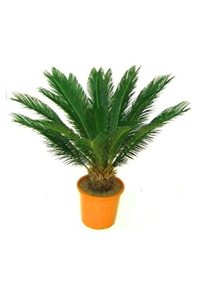 GARDENYA TOHUMCULUK 5 Adet Sikas Palmiye Ağacı Tohumu