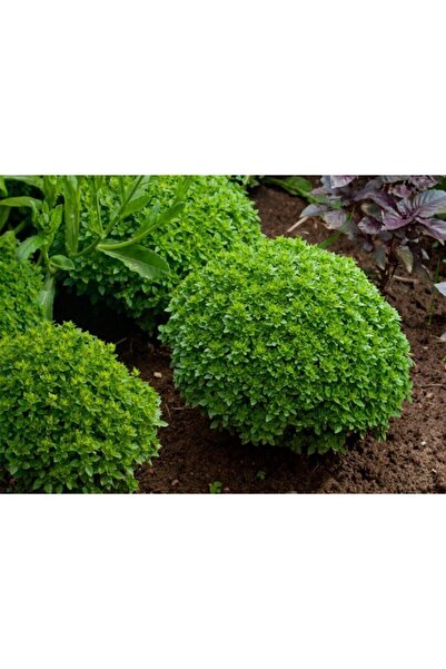 GARDENYA TOHUMCULUK Kokulu Fesleğen Tohumu