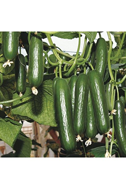 GARDENYA TOHUMCULUK 15 Adet Badem Salatalık Tohumu-bol Verimli