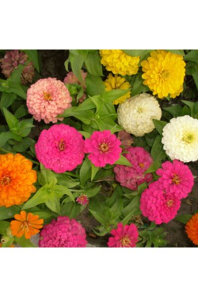 bahçevilya Iki Paket Zinnia (kirli Hanım) 30 Adet Tohum