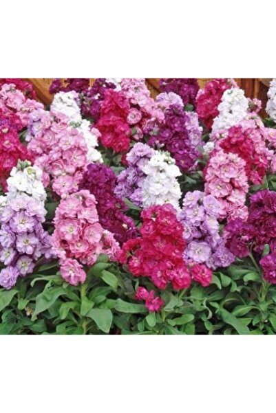 GARDENYA TOHUMCULUK (15-20adet) Şebboy Çiçek Tohumu