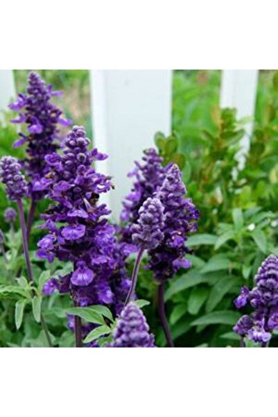 GARDENYA TOHUMCULUK Adaçayı Çiçeği Tohumu