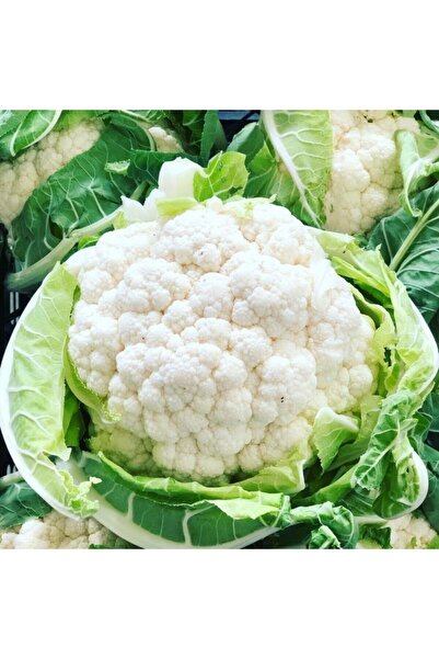 GARDENYA TOHUMCULUK Karnabahar Tohumu (90-100 Adet)