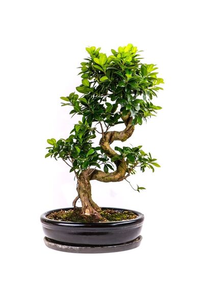 Murat Tohumculuk Bodur Bonsai Defne Ağacı Tohumu Akdeniz Defnesi Tohumu Yetiş...