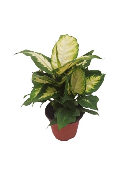GoldLotus Kamilya Difenbahya Çiçeği 40-50 Cm