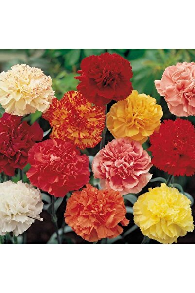 GARDENYA TOHUMCULUK Karanfil Çiçek Tohumu (15-20 Adet)