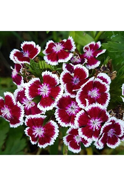 GARDENYA TOHUMCULUK 10 Adet Bordo-beyaz Renkli Hüsnüyusuf Çiçeği Tohumu