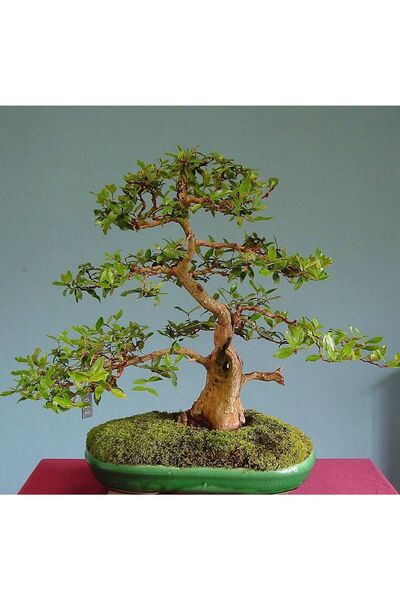 Murat Tohumculuk Bodur Bonsai Hambeles Ağacı Tohumu Murt Meyvesi Tohumu Yetiş...