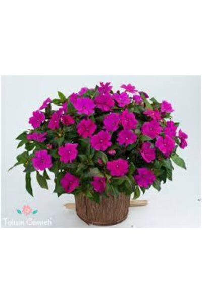 Köy Tohumları 10 Adet Nadir Bulunan Cam Güzeli Çiçeği Tohumu Cam Güzeli Balko...