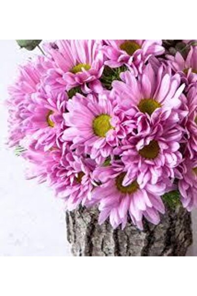 Köy Tohumları 100 Adet Tohum Nadir Bulunan Pembe Papatya Çiçeği Tohumu