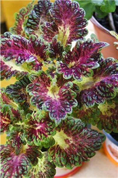 GARDENYA TOHUMCULUK 10-15 Adet Özel Kolyos Çiçek Tohumu