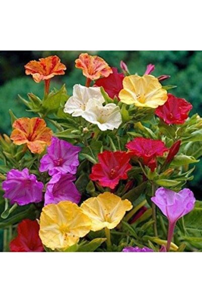 GARDENYA TOHUMCULUK Akşam Sefası Çiçeği Tohumu (10 ADET)