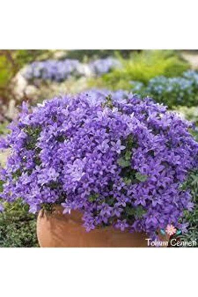 Köy Tohumları 50 Adet Tohum Nadir Bulunan Nobelya Maviş Çiçeği Tohumu Nabelya...