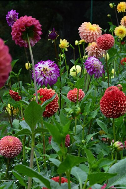 ZENGARDEN EV VE BAHÇE Dahlia Tohumu Dekoratif Dev Çiçekli Yıldız Çiçeği Varia...