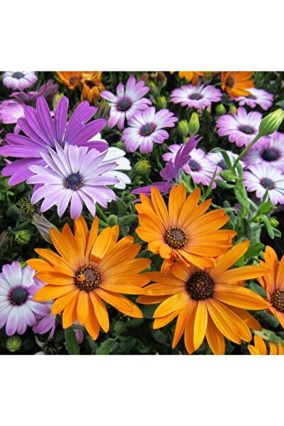 GARDENYA TOHUMCULUK 15-20 Adet Bodrum Papatyası Çiçeği Tohumu