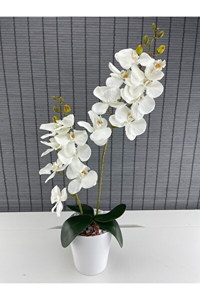 Bahçem Plastik Saksıda 2li Orkide Beyaz 70 Cm