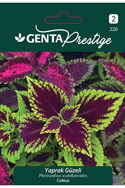 Genta Prestige Yaprak Güzeli Çiçek Tohumu