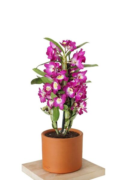 Fintarla Canlı Pembe Çiçekli Dendrobium Bambu Orkide Dekoratif Salon Çiçeği