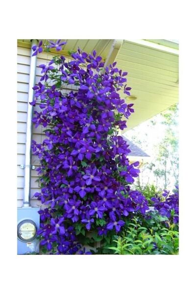 Gardening Çan Sarmaşığı Tohumu Mor Renkli Çan Sarmaşığı Tohumu
