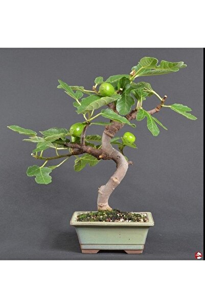 Murat Tohumculuk Bonsai Siyah Incir Ağacı Tohumu Yetiştirme Kiti