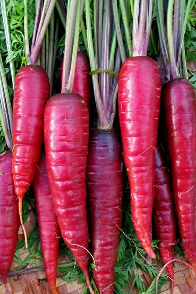 ZENGARDEN EV VE BAHÇE Kırmızı Havuç Tohumu Atomic Red Carrot Atalık