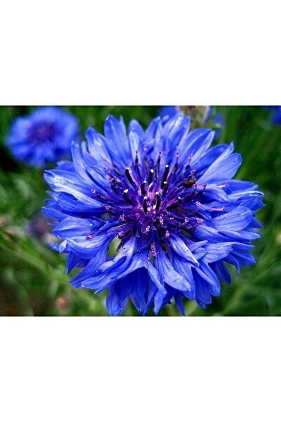 GARDENYA TOHUMCULUK 15 Adet Cornflower Centaurea (peygamber Çiçek) Tohumu