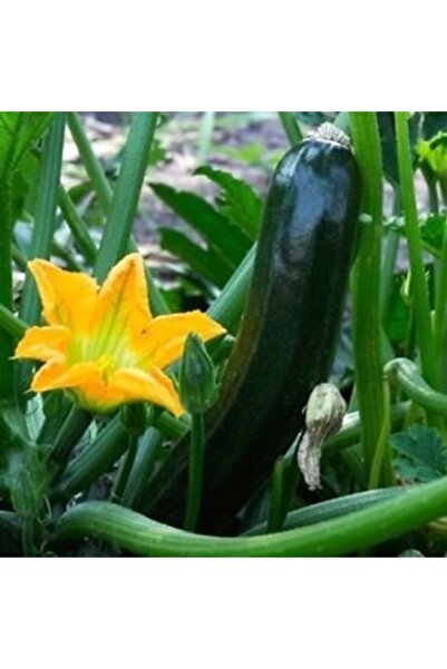 Naturel Tohum Siyah Kabak Tohumu (10 Adet Tohum)
