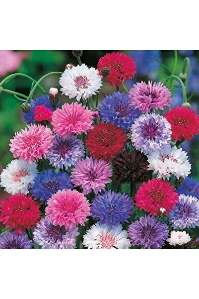 GARDENYA TOHUMCULUK 15 Adet Karışık Renk Centaurea (peygamber) Çiçek Tohumu