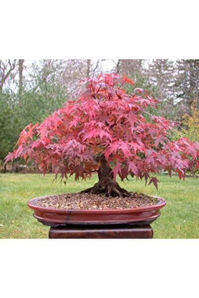 Murat Tohumculuk Bodur Bonsai Flamingo Ağacı Tohumu 5 Adet Tohum Ekim Seti + ...