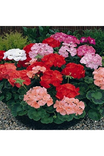 Köy Tohumları 25 Adet Tohum Nadir Sardunya Çiçeği Tohumu Sardunya Çiçek Tohum...