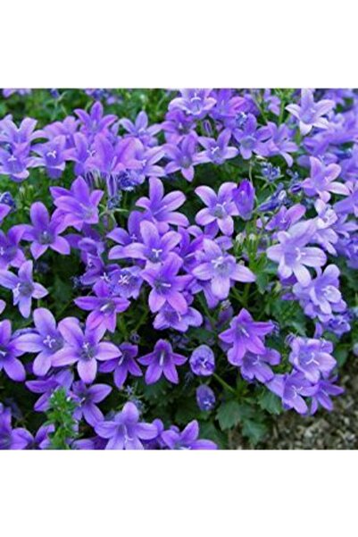 GARDENYA TOHUMCULUK Kendi Güzel (kraliyet Halısı) Çiçeği Tohumu