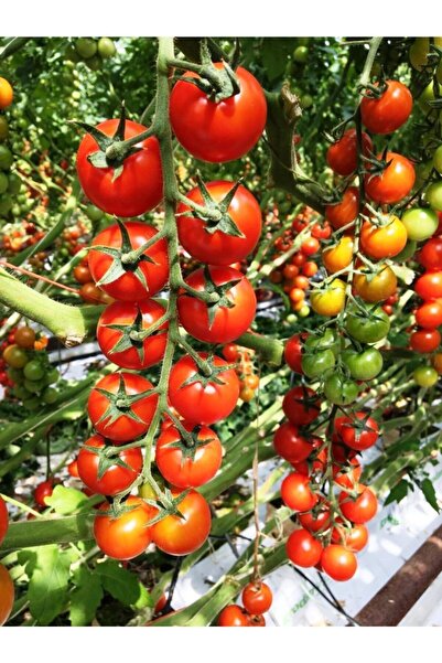 ERDEM GARDEN Ithal Asma Salkım Domates Tohumu 100 Ad. Tohum