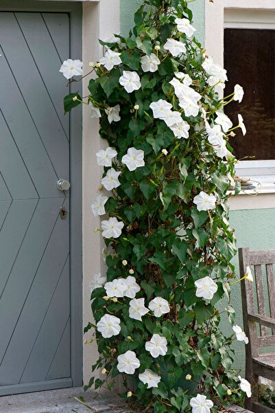 ZENGARDEN EV VE BAHÇE Mehtap Sefası Parfüm Kokulu Sarmaşık Tohumu Ipomoea Alba