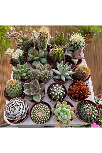 Boothas Kaktüs&sukulent Karışık Tohum 20 Adet + Saksı + Torf - Set