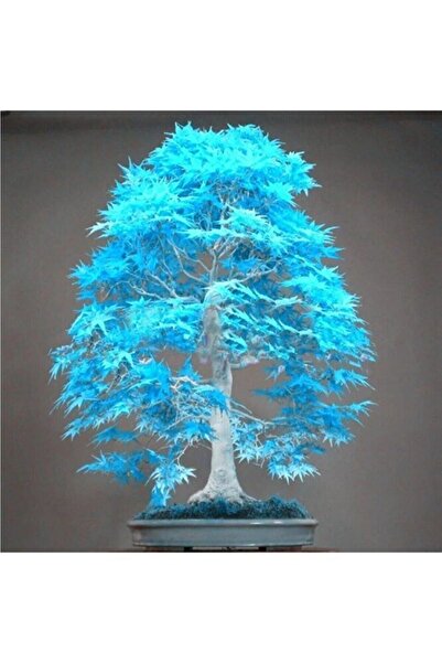 pearlexoticseed Japon Akçaağaç Tohumu 5 Adet Turkuaz