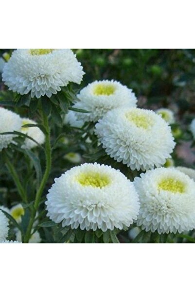 GARDENYA TOHUMCULUK 10 Adet Beyaz Renkli Ingiliz Papatyası Çiçeği Tohumu