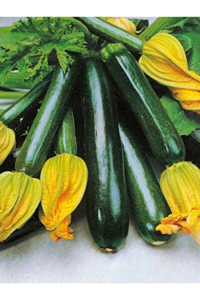 ERDEM GARDEN Doğal Anadolu Siyah Kabağı Esmer Kabak Sebze Tohumu 20 Ad. Yerli Tohum