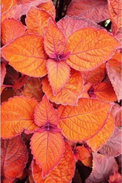 GARDENYA TOHUMCULUK 10-15 Adet Turuncu Kolyos Çiçek Tohumu
